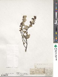 Amelanchier ovalis subsp. ovalis image