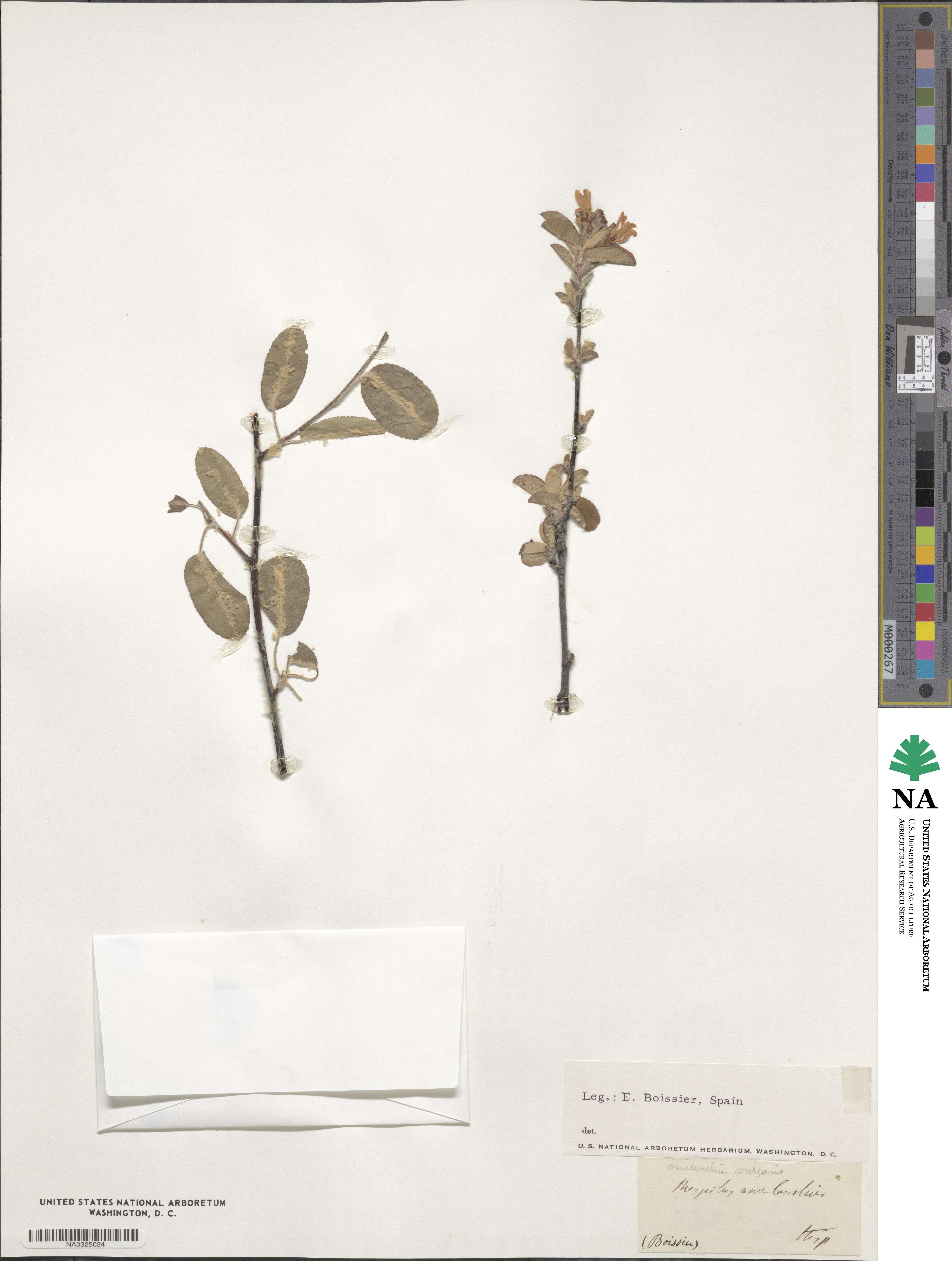 Amelanchier ovalis subsp. ovalis image