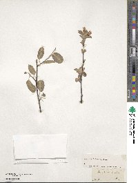 Amelanchier ovalis subsp. ovalis image