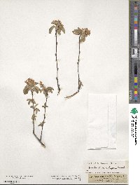 Amelanchier ovalis subsp. ovalis image