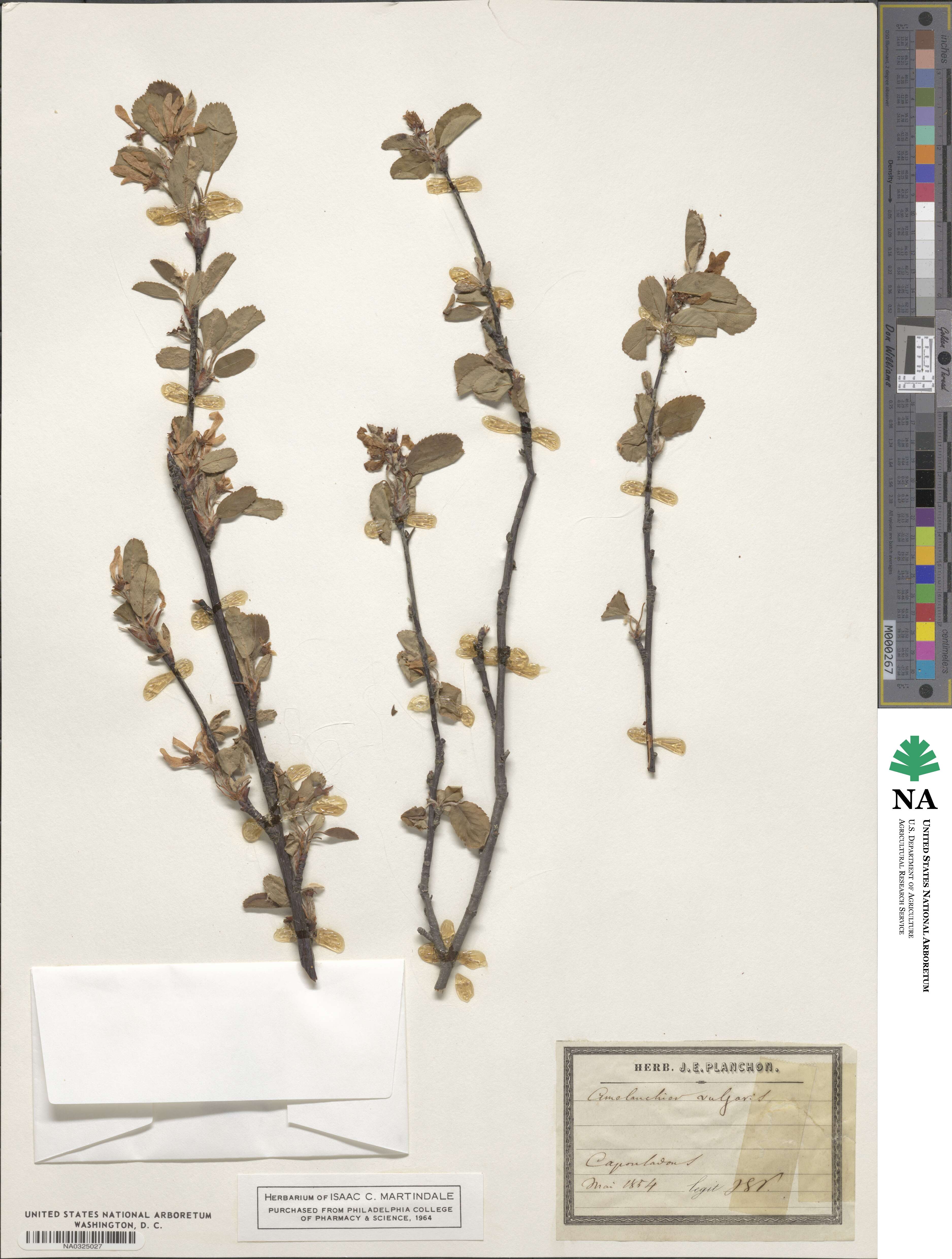 Amelanchier ovalis subsp. ovalis image