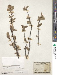 Amelanchier ovalis image