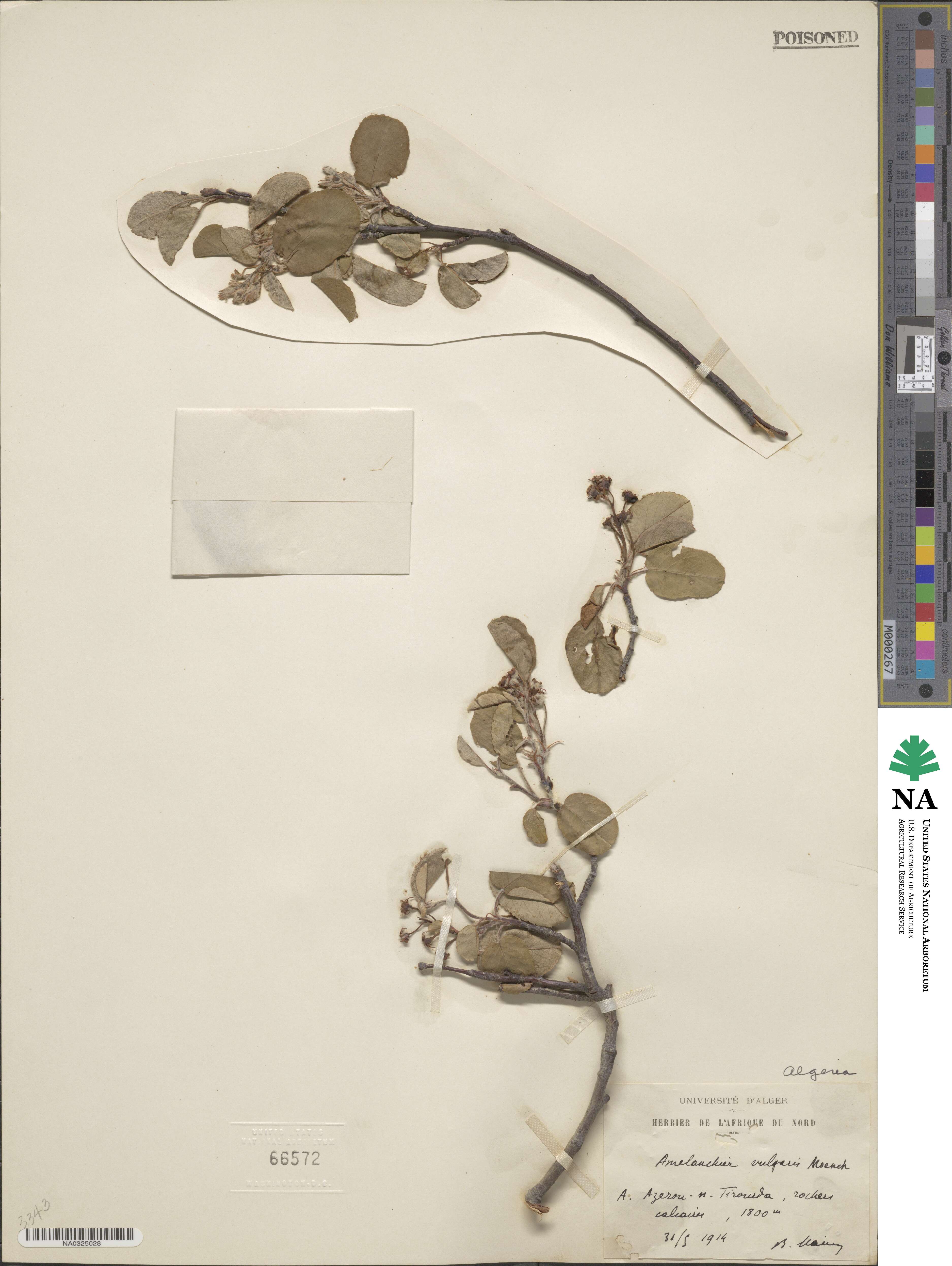 Amelanchier ovalis image