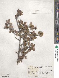 Malacomeles denticulata image