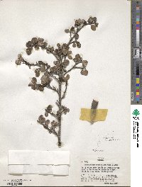 Malacomeles denticulata image