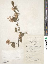 Image of Amelanchier sinica