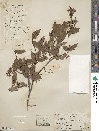 Amelanchier sinica image