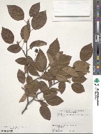 Amelanchier asiatica image