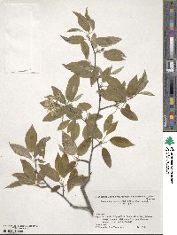 Amelanchier asiatica image