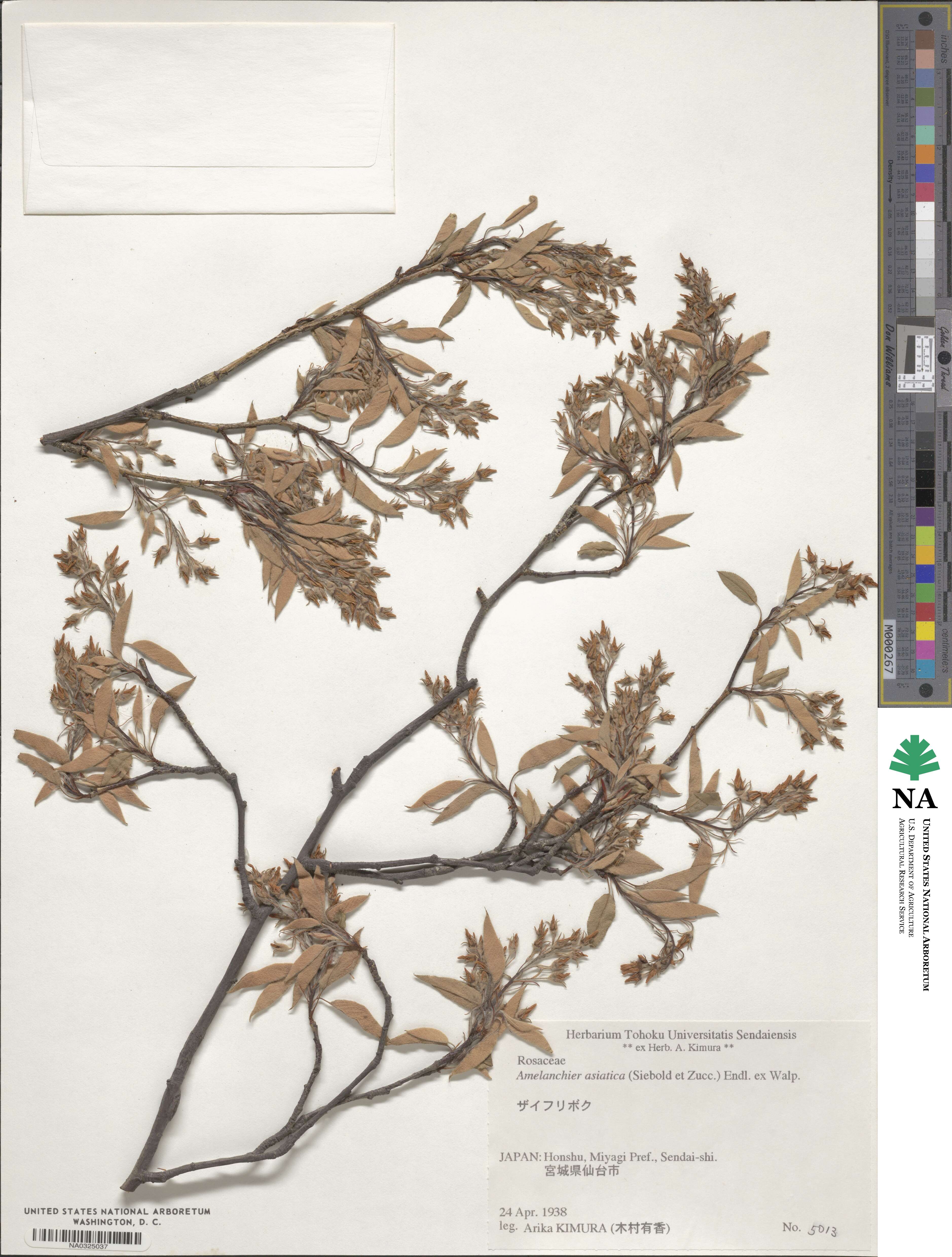 Amelanchier asiatica image