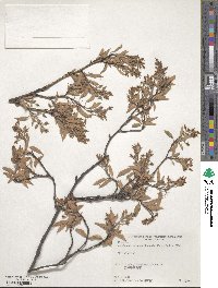 Amelanchier asiatica image