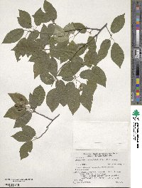 Amelanchier asiatica image