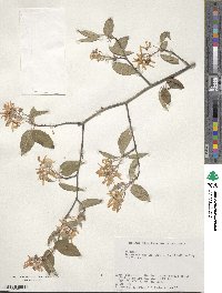 Amelanchier asiatica image