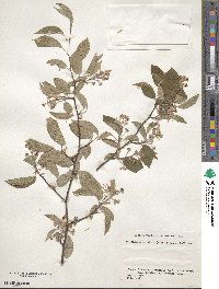 Amelanchier asiatica image