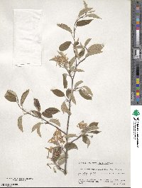 Amelanchier asiatica image