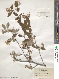 Amelanchier asiatica image