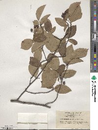 Amelanchier asiatica image