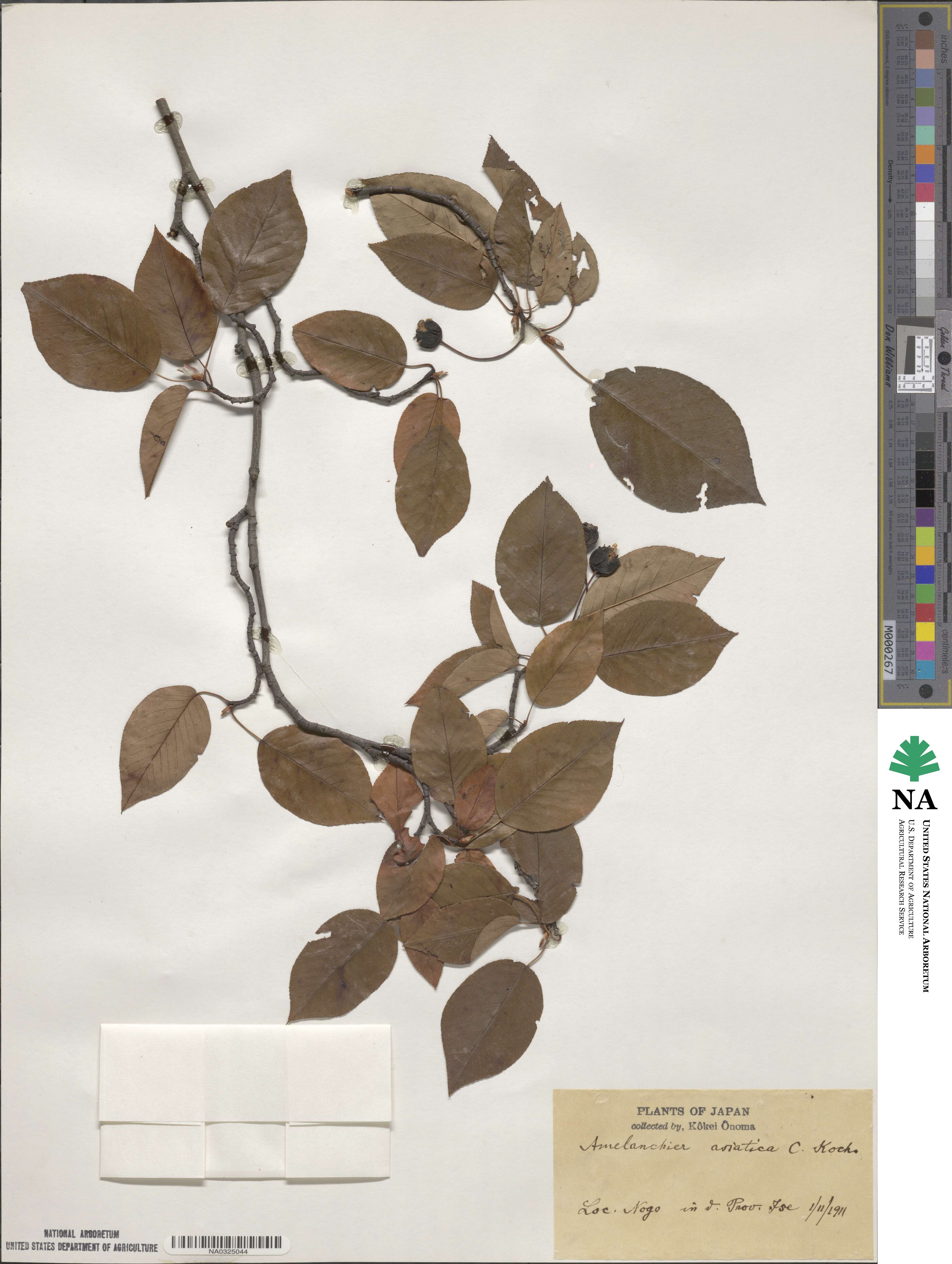 Amelanchier asiatica image