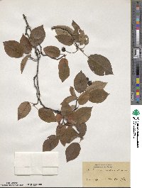 Amelanchier asiatica image