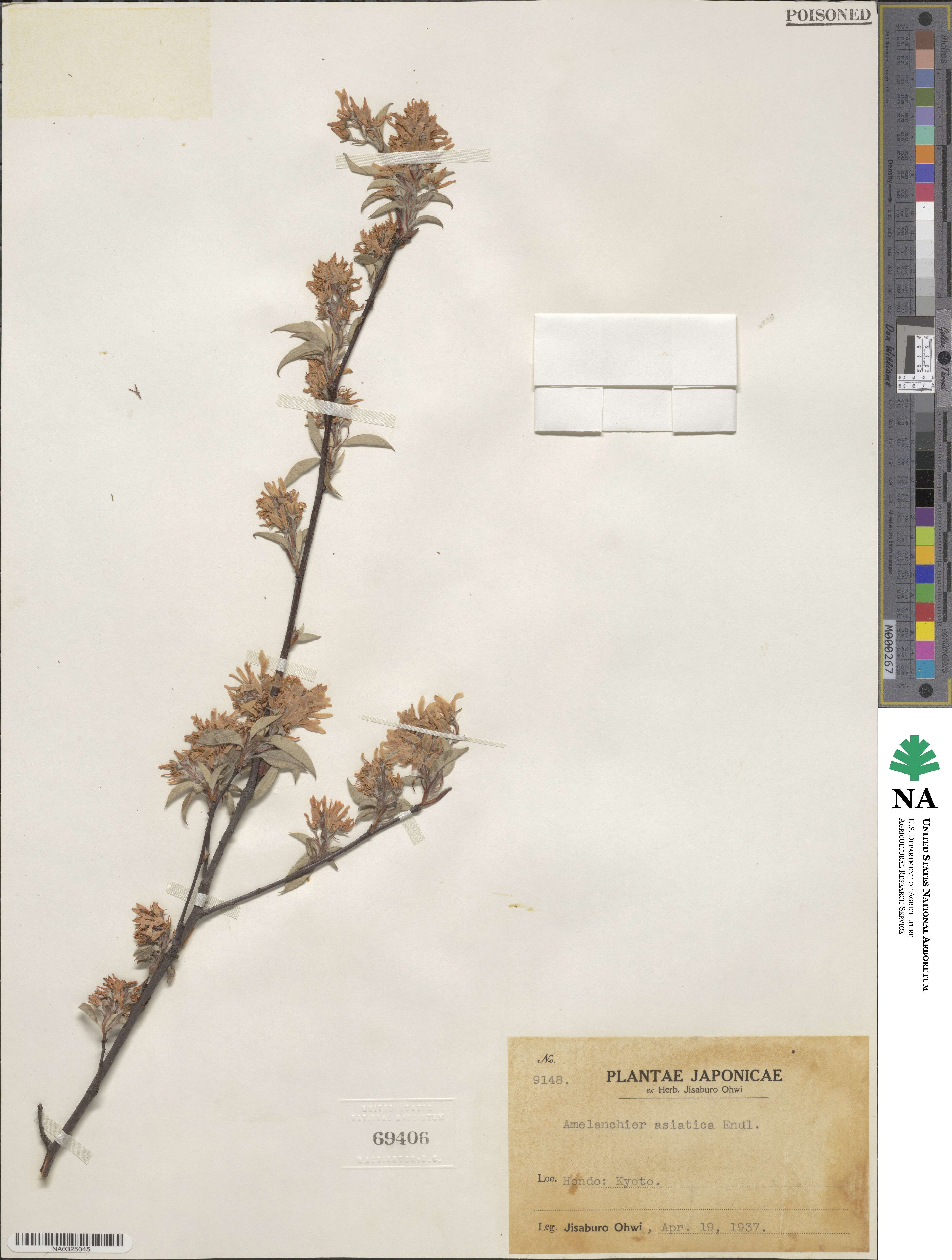 Amelanchier asiatica image