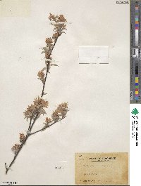 Amelanchier asiatica image