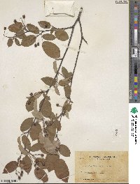 Amelanchier asiatica image