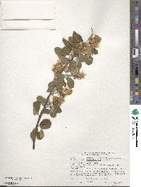 Amelanchier alnifolia image