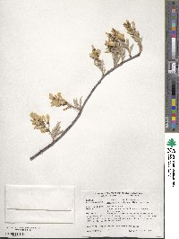 Amelanchier alnifolia image