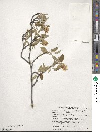 Amelanchier alnifolia image