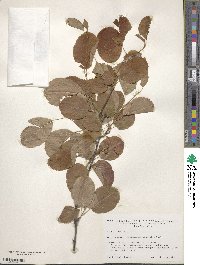 Amelanchier alnifolia image