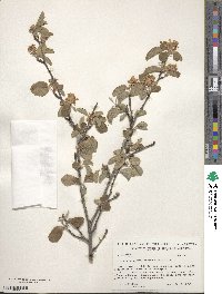 Amelanchier alnifolia image