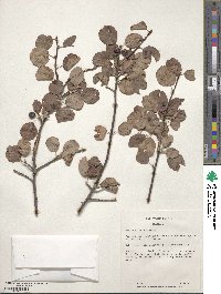 Amelanchier alnifolia image