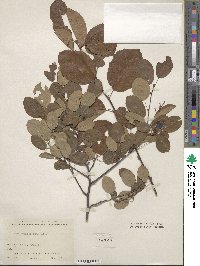 Amelanchier alnifolia image