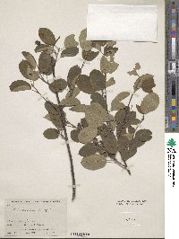 Amelanchier alnifolia image