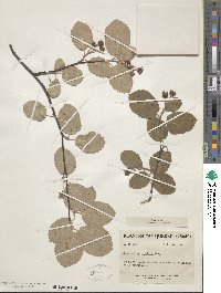 Amelanchier sanguinea image