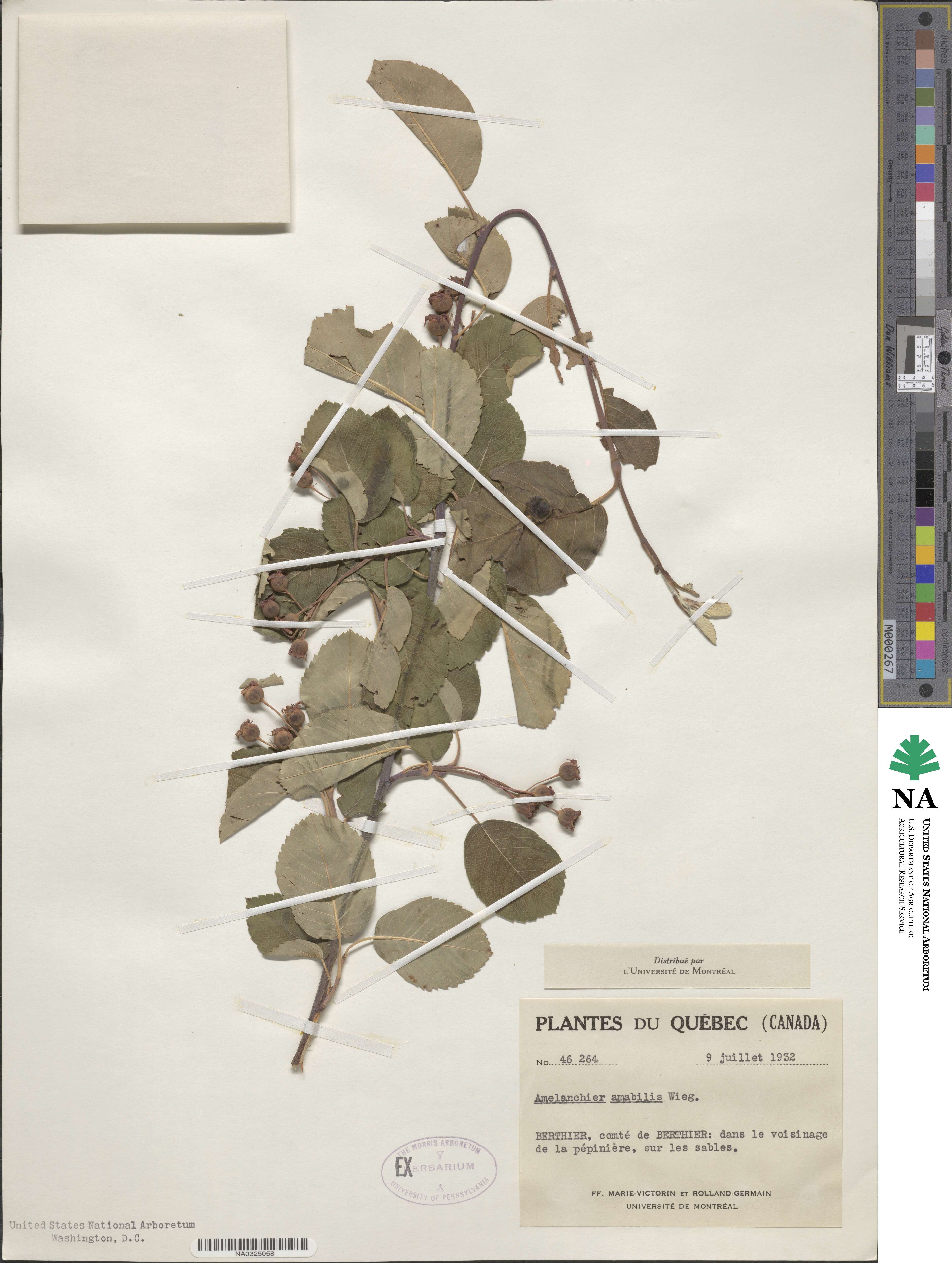 Amelanchier sanguinea image