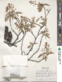 Amelanchier arborea image