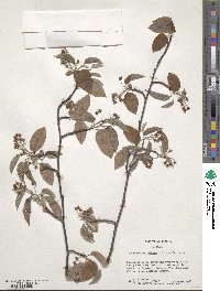 Amelanchier arborea image