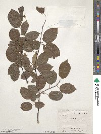 Amelanchier arborea image