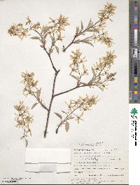 Amelanchier arborea image