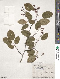 Amelanchier arborea image