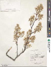 Amelanchier arborea image