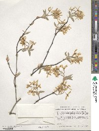 Amelanchier arborea image