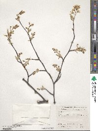 Amelanchier arborea image