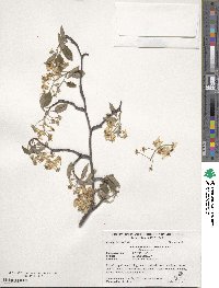 Amelanchier arborea image