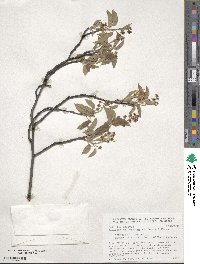 Amelanchier arborea image