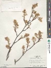 Amelanchier arborea image