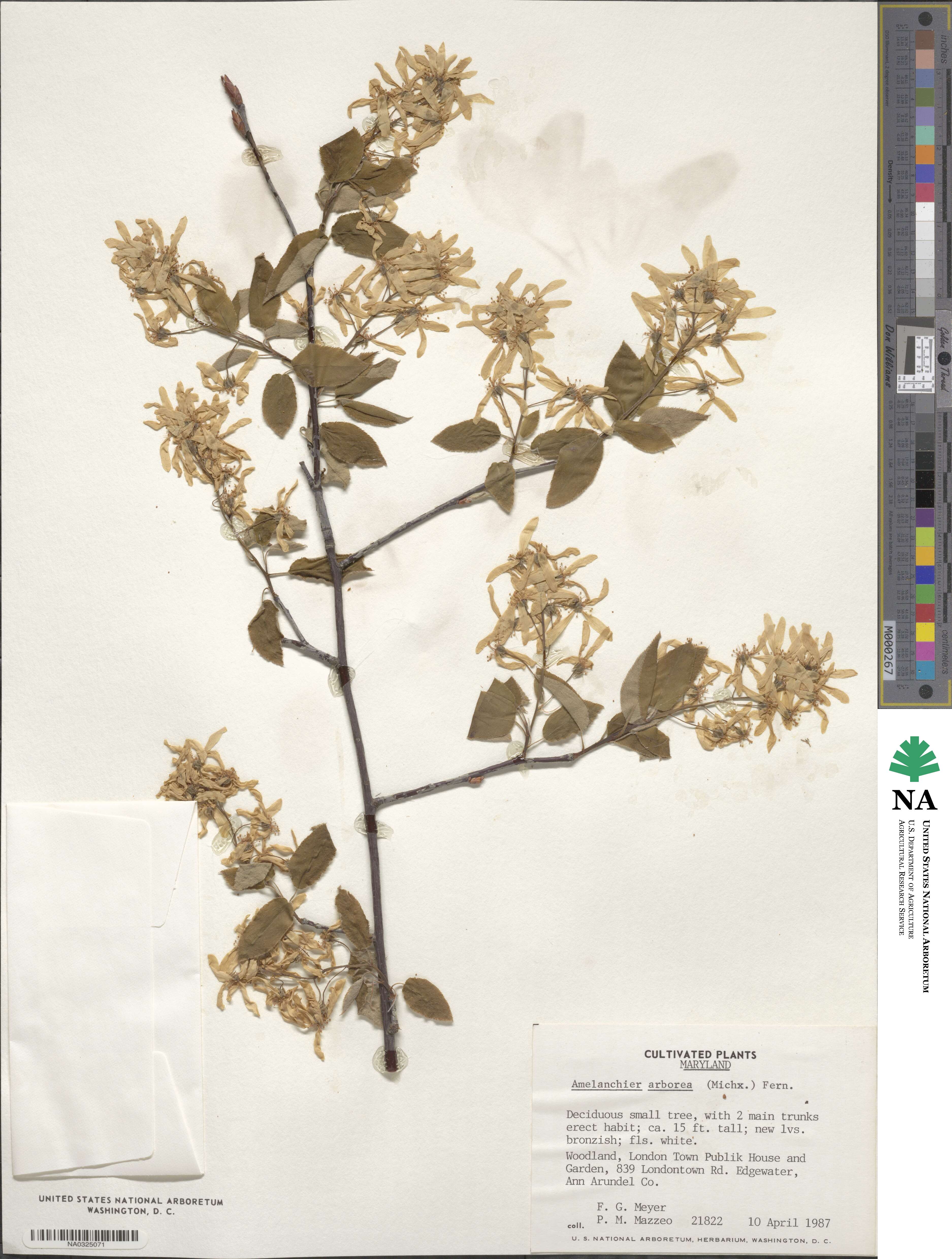 Amelanchier arborea image