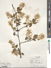 Amelanchier arborea image