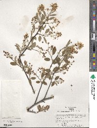 Amelanchier arborea image